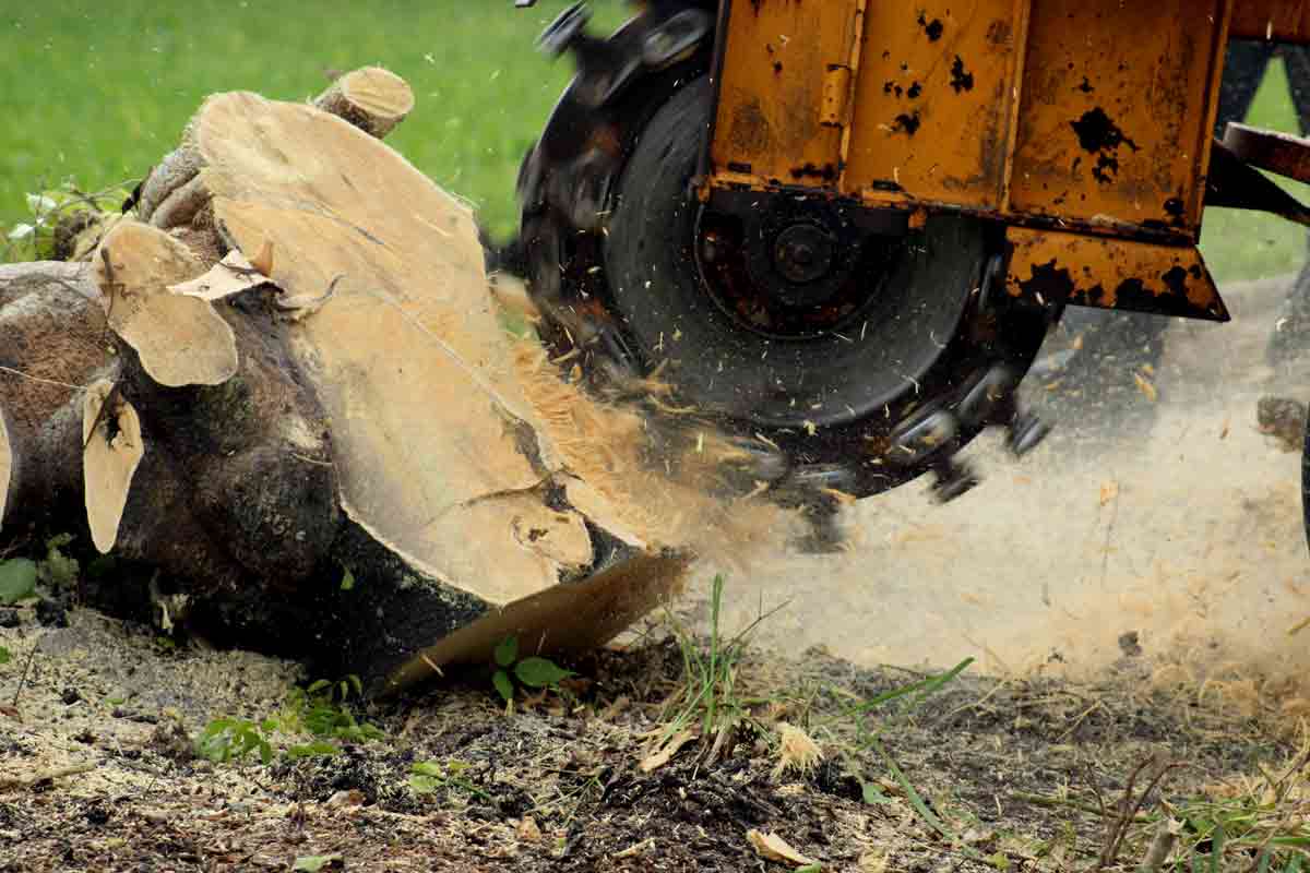 Why Stump Grinding is Essential After Tree Removal hero image