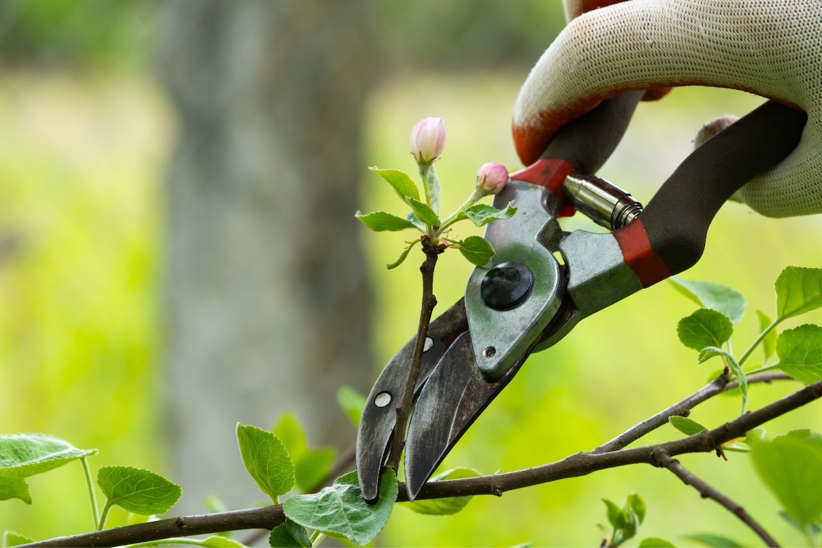 How Professional Tree Services Can Increase Your Property Value hero image