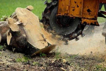 blog image Why Stump Grinding is Essential After Tree Removal