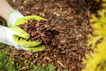 blog image The Benefits of Mulching: Boosting Soil Health & Plant Growth