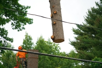 Tree Removal & Emergency Tree Services service image