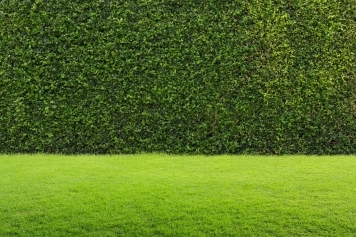 blog image Lawn Care 101: Tips for a Greener, Healthier Lawn Year-Round