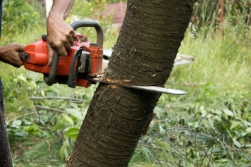 blog image Emergency Tree Removal: What to Do After a Storm