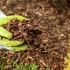 The Benefits of Mulching: Boosting Soil Health & Plant Growth related image