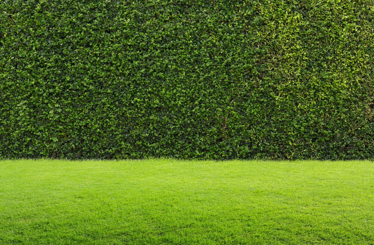 Lawn Care 101: Tips for a Greener, Healthier Lawn Year-Round hero image