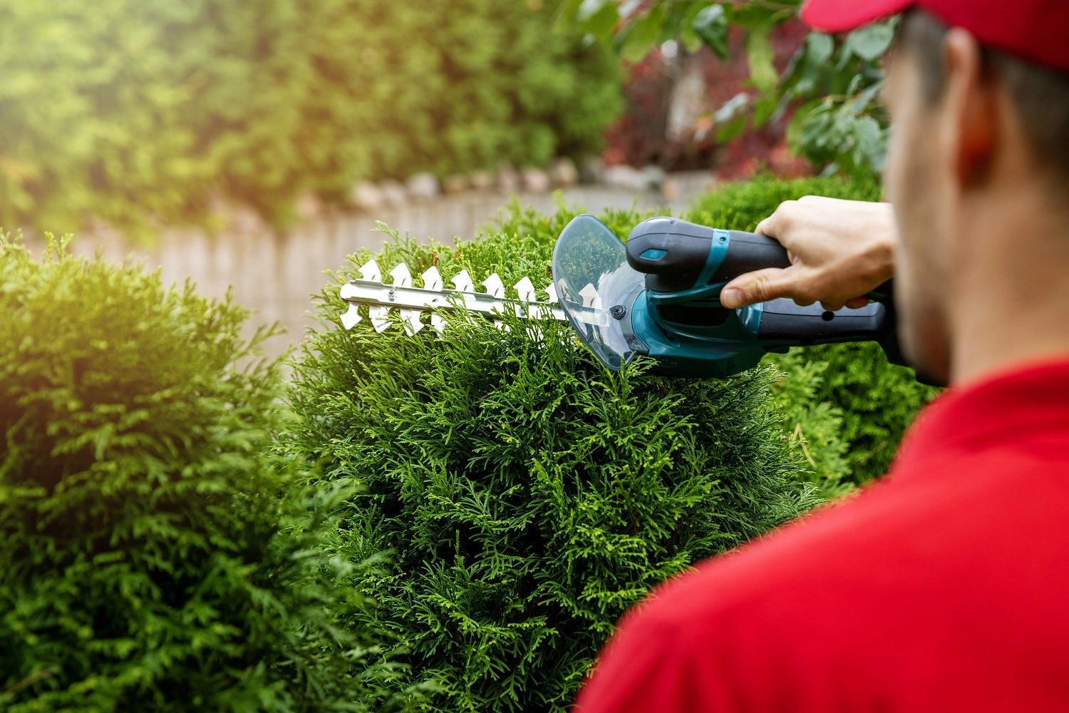 The Importance of Regular Tree Trimming for a Healthy Landscape hero image