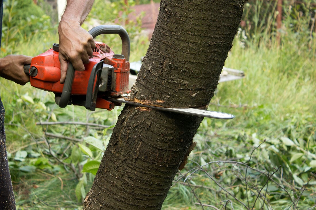 Emergency Tree Removal: What to Do After a Storm hero image